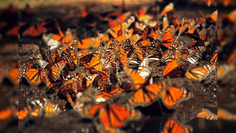 Michoacán ofrece al turista y visitante experiencias inolvidables: Sectur - Foto 2 