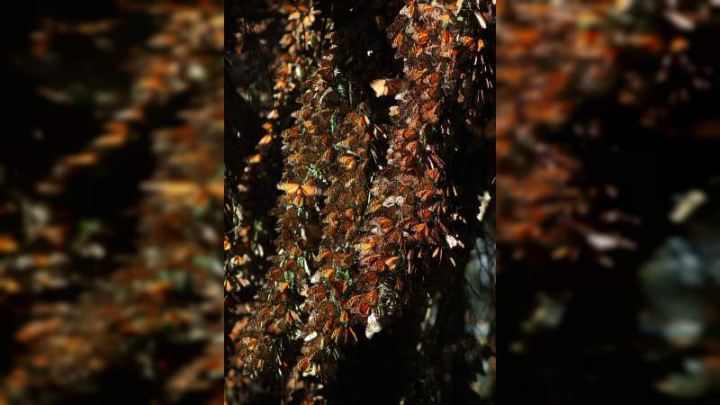 Michoacán ofrece al turista y visitante experiencias inolvidables: Sectur - Foto 5 