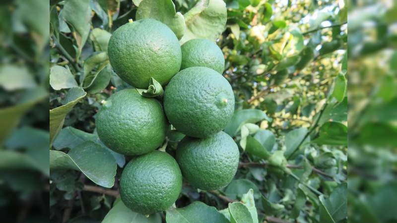 Sigue sin repuntar el precio del limón mexicano en la Región Apatzingán, Michoacán  