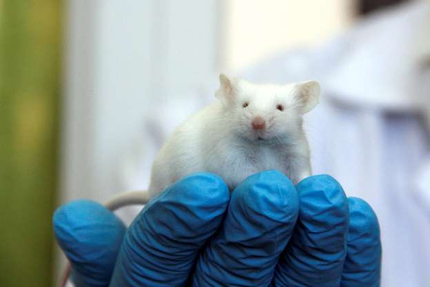Científicos logran retardar el envejecimiento en ratones 