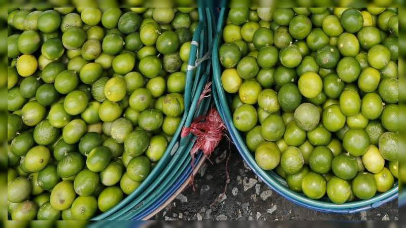 Temporada Guadalupe Reyes, un periodo difícil para el sector citrícola del Valle de Apatzingán 