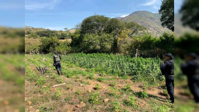 Aseguran sembradío de marihuana y destruyen más de 5 mil plantas, en San Lucas, Michoacán - Foto 0 