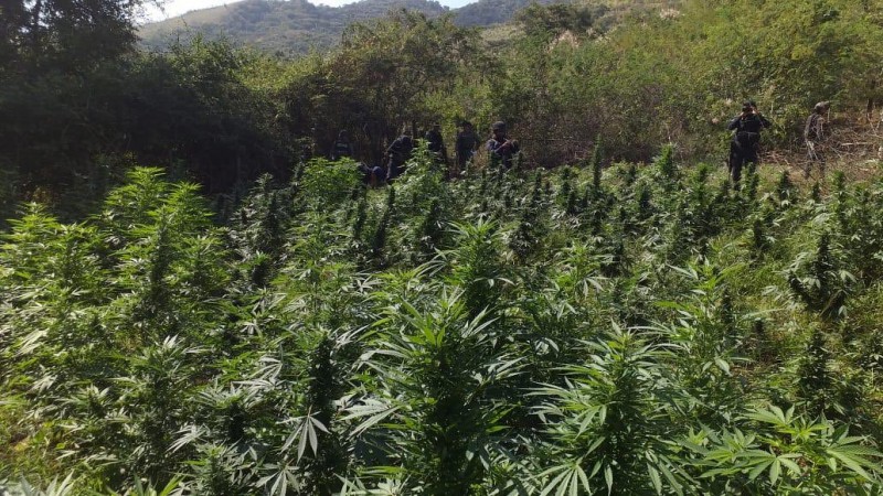 Aseguran sembradío de marihuana y destruyen más de 5 mil plantas, en San Lucas, Michoacán - Foto 1 