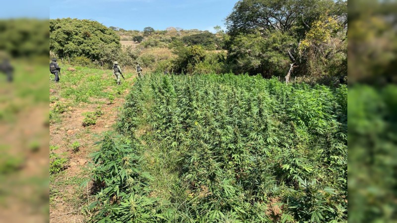 Aseguran sembradío de marihuana y destruyen más de 5 mil plantas, en San Lucas, Michoacán - Foto 2 