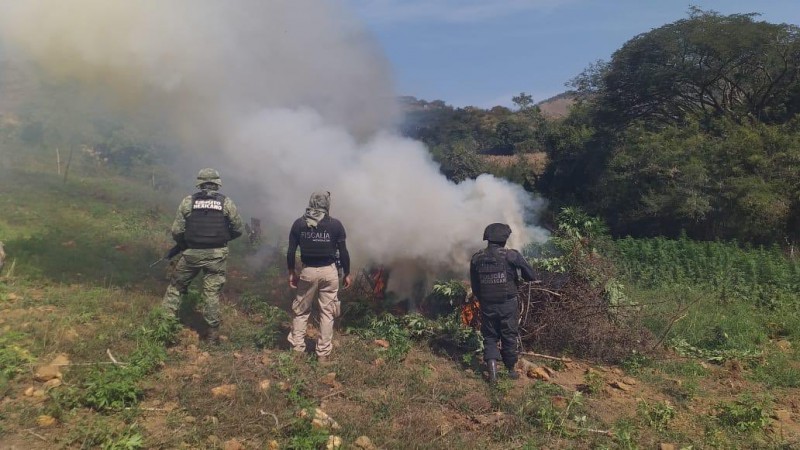 Aseguran sembradío de marihuana y destruyen más de 5 mil plantas, en San Lucas, Michoacán - Foto 3 