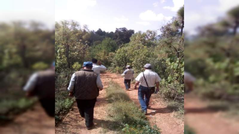 Clausuran dos predios por talar más de 60 árboles y sembrar aguacate, en Reserva de la Monarca en Michoacán - Foto 0 