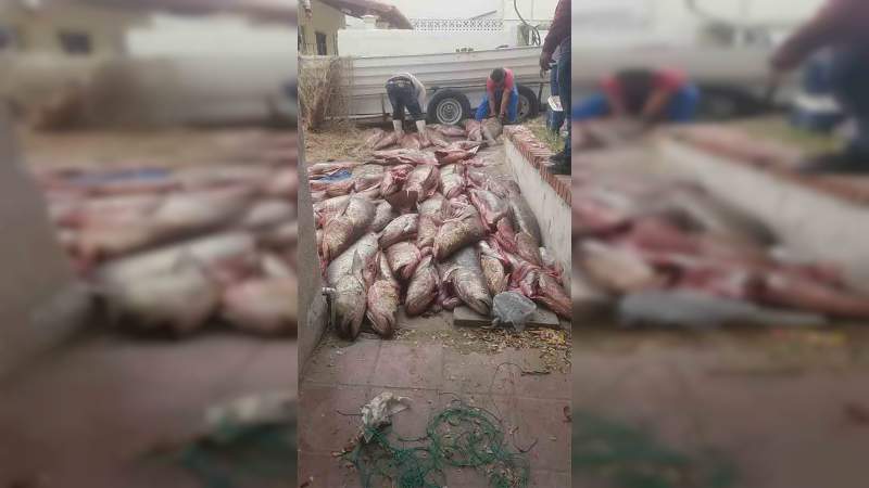 Crisis en el Alto Golfo de California por pesca de la totoaba: Vale más que la cocaína - Foto 1 