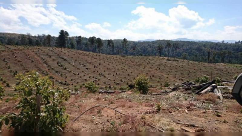 En los últimos 30 años, Michoacán ha perdido la mitad de sus bosques por el aguacate 