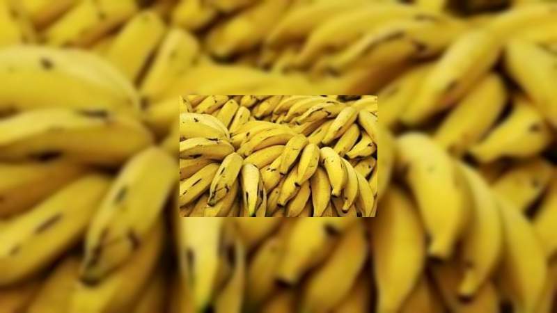 Repunta precio del kilo de plátano que se produce en la Región Apatzingán  