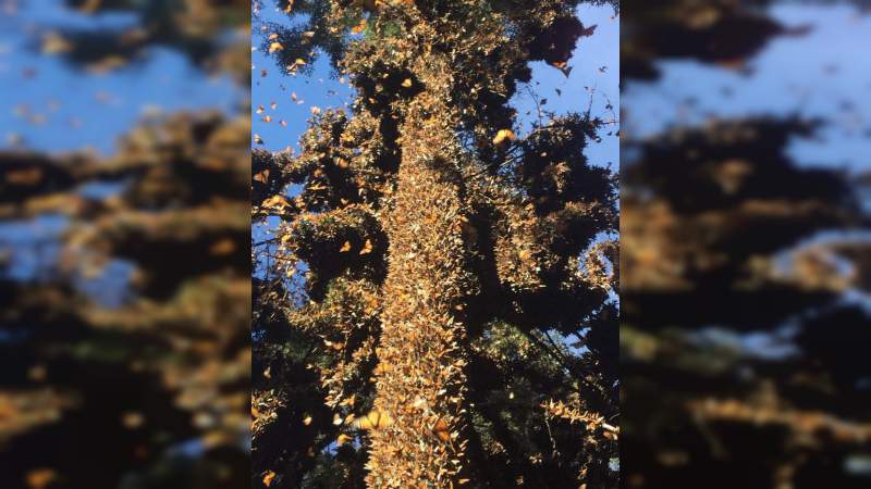 Invita Sectur a conocer las colonias de miles de mariposas en el Región de la Monarca - Foto 0 