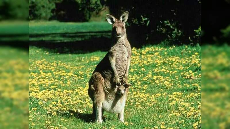 Versace se une a colaborar con Australia, deja de usar la piel de canguro en sus colecciones - Foto 0 