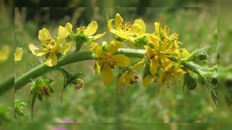 La magnifica planta Agrimonia regula el azúcar en sangre, es depurativa y más .. 
