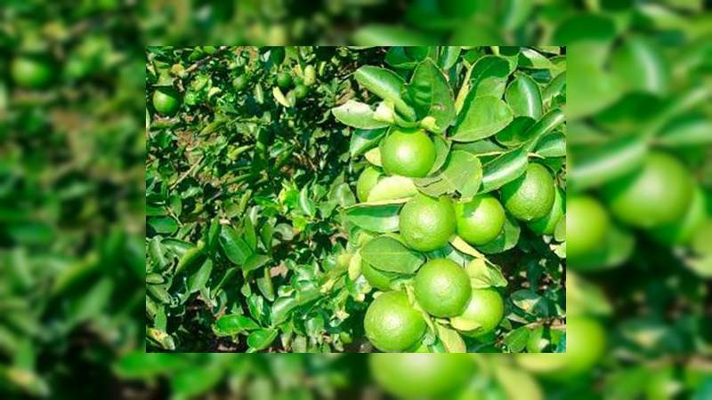Empieza a repuntar el precio del kilo de limón mexicano que se produce en el Valle de Apatzingán 