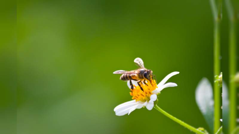 Abejas, especie vital para la seguridad alimentaria - Foto 0 