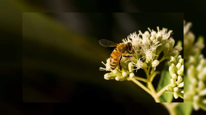 Abejas, especie vital para la seguridad alimentaria - Foto 1 