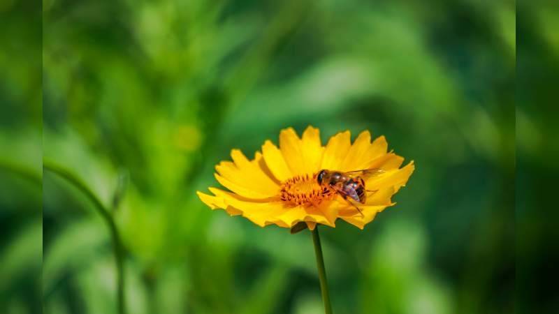 Abejas, especie vital para la seguridad alimentaria - Foto 2 