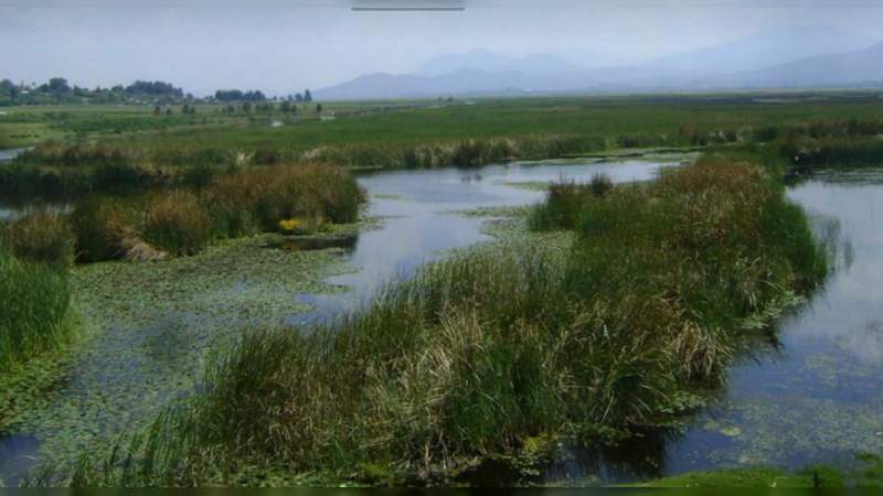 Urge proteger y conservar el humedal sur de Pátzcuaro, que produce una cuarta parte de toda el agua en la zona: INIRENA - Foto 1 