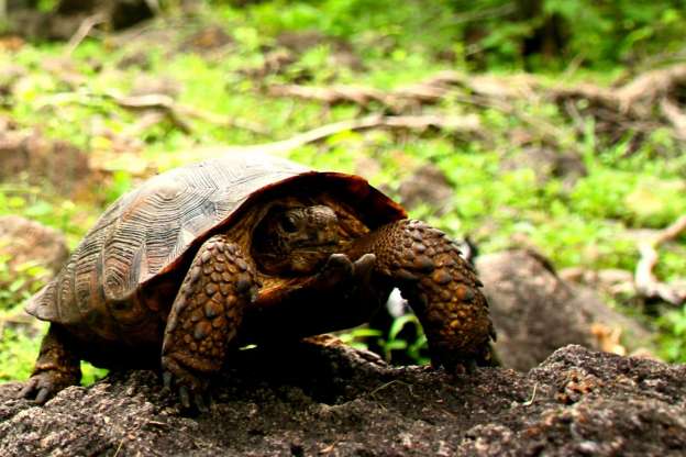 Descubren nueva especie de tortuga en el desierto de Sonora 