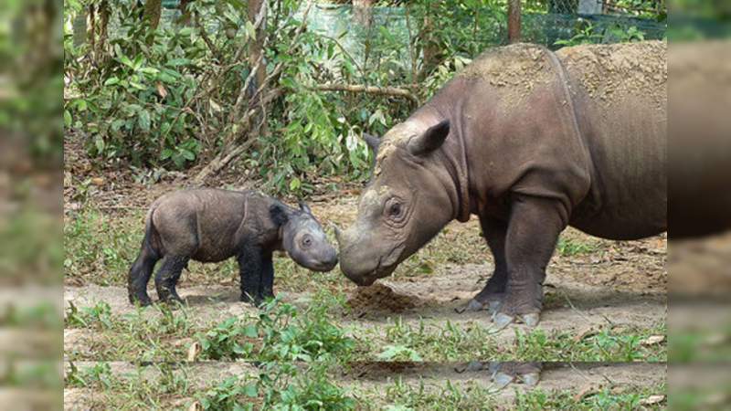 En 2019, dos especies animales fueron declaradas extintas - Foto 0 