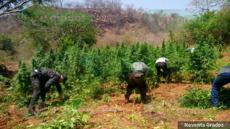 Aseguran y destruyen más de 50 mil plantas de mariguana en Arteaga, Michoacán - Foto 0 