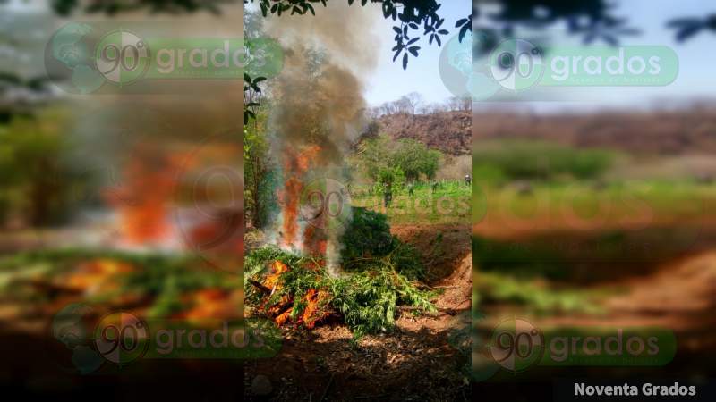 Aseguran y destruyen más de 50 mil plantas de mariguana en Arteaga, Michoacán - Foto 1 
