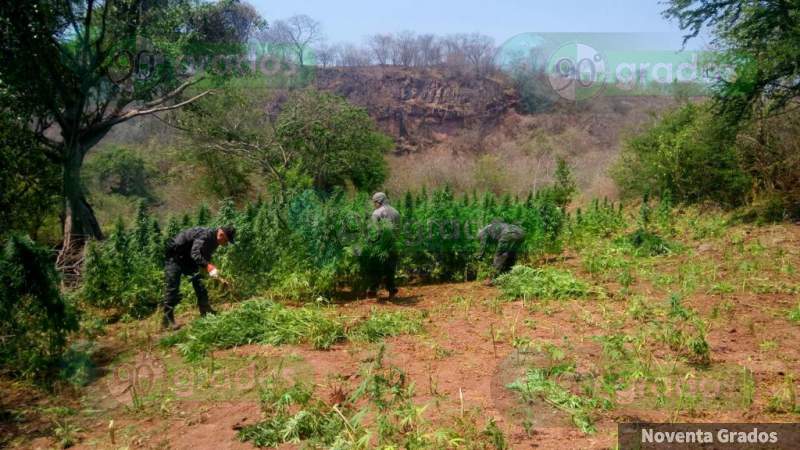 Aseguran y destruyen más de 50 mil plantas de mariguana en Arteaga, Michoacán - Foto 2 