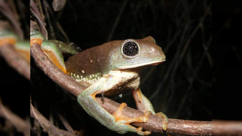 Michoacán, garante de ecosistemas tropicales: Semaccdet 