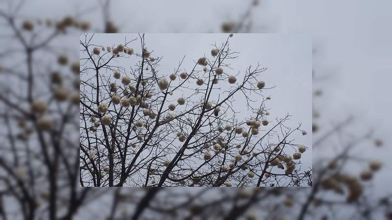 La ceiba, riqueza natural de Michoacán: Semaccdet - Foto 0 