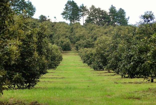 Investigadores identifican causas de erosión en cultivos de aguacate en Michoacán 
